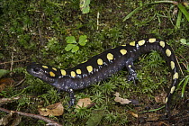 Spotted Salamander (Ambystoma maculatum), Orianne Indigo Snake Preserve, Georgia