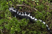 Marbled Salamander (Ambystoma opacum), Orianne Indigo Snake Preserve, Georgia