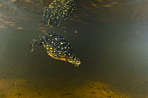 Spotted Turtle (Clemmys guttata) diving in pond, Orianne Indigo Snake Preserve, Georgia