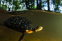 Spotted Turtle (Clemmys guttata) swimming in pond, Orianne Indigo Snake Preserve, Georgia