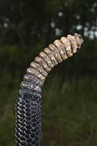 Timber Rattlesnake (Crotalus horridus) rattle, northern Georgia