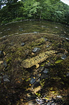Eastern Hellbender (Cryptobranchus alleganiensis alleganiensis) in river, Hiwassee River, Cherokee National Forest, Tennessee