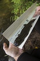 Eastern Hellbender (Cryptobranchus alleganiensis alleganiensis) biologist, Stephen Spear, measuring adult, Hiwassee River, Cherokee National Forest, Tennessee