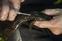 Eastern Hellbender (Cryptobranchus alleganiensis alleganiensis) biologist, Stephen Spear, injecting PIT tag in adult to identify individuals, Hiwassee River, Cherokee National Forest, Tennessee