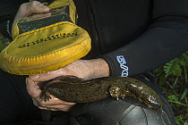Eastern Hellbender (Cryptobranchus alleganiensis alleganiensis) biologist, Stephen Spear, reading PIT tag in adult to identify individual, Hiwassee River, Cherokee National Forest, Tennessee