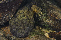 Eastern Hellbender (Cryptobranchus alleganiensis alleganiensis), Coopers Creek, Chattahoochee-Oconee National Forest, Georgia