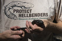 Eastern Hellbender (Cryptobranchus alleganiensis alleganiensis) held by conservationist, Coopers Creek, Chattahoochee-Oconee National Forest, Georgia