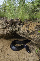 Eastern Indigo Snake (Drymarchon corais couperi) leaving burrow, Orianne Indigo Snake Preserve, Georgia