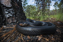 Eastern Indigo Snake (Drymarchon corais couperi) in forest, Orianne Indigo Snake Preserve, Georgia