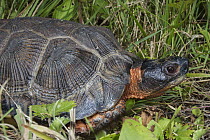 Wood Turtle (Glyptemys insculpta), native to North America