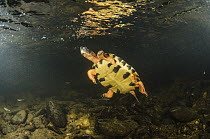 Wood Turtle (Glyptemys insculpta) swimming, native to North America