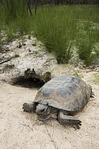 Florida Gopher Tortoise (Gopherus polyphemus) at burrow, Orianne Indigo Snake Preserve, Georgia