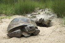 Florida Gopher Tortoise (Gopherus polyphemus) at burrow, Orianne Indigo Snake Preserve, Georgia