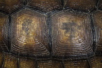 Florida Gopher Tortoise (Gopherus polyphemus) carapace detail, Orianne Indigo Snake Preserve, Georgia