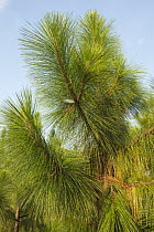 Longleaf Pine (Pinus palustris) branch, Georgia