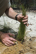 Longleaf Pine (Pinus palustris) being planted as part of habitat restoration, Georgia