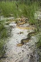 Southern Pinesnake (Pituophis melanoleucus mugitus), Orianne Indigo Snake Preserve, Georgia