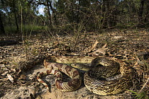 Southern Pinesnake (Pituophis melanoleucus mugitus) in forest, Orianne Indigo Snake Preserve, Georgia