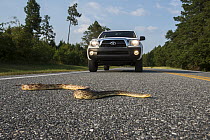Southern Pinesnake (Pituophis melanoleucus mugitus) on road, Orianne Indigo Snake Preserve, Georgia