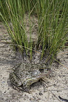 Gopher Frog (Rana capito), Orianne Indigo Snake Preserve, Georgia