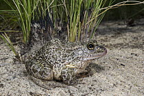 Gopher Frog (Rana capito), Orianne Indigo Snake Preserve, Georgia