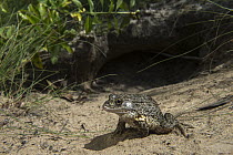 Gopher Frog (Rana capito) at burrow, Orianne Indigo Snake Preserve, Georgia
