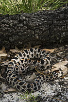 Pygmy Rattlesnake (Sistrurus miliarius), northern Georgia