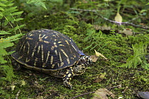 Eastern Box Turtle (Terrapene carolina), Orianne Indigo Snake Preserve, Georgia