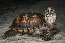 Eastern Box Turtle (Terrapene carolina), Orianne Indigo Snake Preserve, Georgia