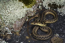 Common Garter Snake (Thamnophis sirtalis), Georgia