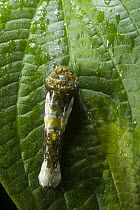 Moth caterpillar mimics bird dropping, Mindo Cloud Forest, Andes, Ecuador