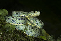 Two-striped Forest Pitviper (Bothriopsis bilineata smaragdinus) in defensive posture, native to South America