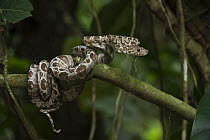 Common Tree Boa (Corallus hortulanus) juvenile in defensive posture, native to South America