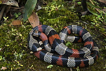Milk Snake (Lampropeltis triangulum micropholis), native to South America