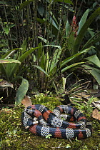 Milk Snake (Lampropeltis triangulum micropholis), native to South America