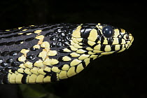 Tropical Rat Snake (Spilotes pullatus) in defensive posture, native to South America
