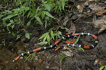 South American Coral Snake (Micrurus lemniscatus) entering water, native to South America