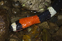 South American Coral Snake (Micrurus lemniscatus), native to South America