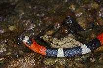 South American Coral Snake (Micrurus lemniscatus), native to South America