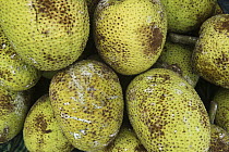 Breadfruit (Artocarpus altilis) being sold in market, Suva, Viti Levu, Fiji