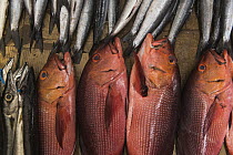 Northern Red Snapper (Lutjanus campechanus) and Barracuda (Sphyraena sp) being sold in market, Suva, Viti Levu, Fiji