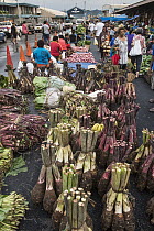 Taro (Colocasia esculenta) being sold in market, Suva, Viti Levu, Fiji
