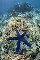 Blue Sea Star (Linckia laevigata) on coral reef, Fiji