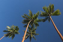 Coconut Palm (Cocos nucifera) trees, Vanua Levu, Fiji