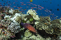 Coral Grouper (Cephalopholis miniata) swimming over coral reef, Fiji