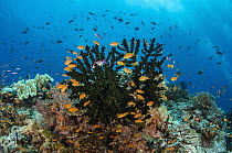 Black Sun Coral (Tubastraea micranthus) and Sea Goldie (Pseudanthias squamipinnis) school, Fiji