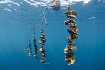 Penguin Wing Oyster (Pteria penguin) group hanging near surface as part of black pearl farming operation, Fiji