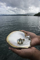 Penguin Wing Oyster (Pteria penguin) shell with black pearls, Fiji