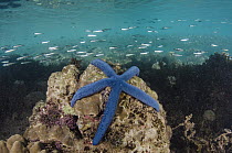 Blue Sea Star (Linckia laevigata) in coral reef, Fiji