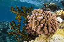 Reef showing a variety of corals, Fiji